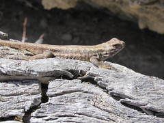 Sceloporus graciosus graciosus