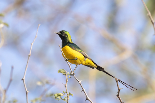 Pygmy Sunbird