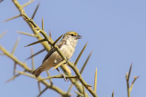 Sennar Penduline-Tit
