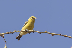 Yellow Penduline Tit photo 5
