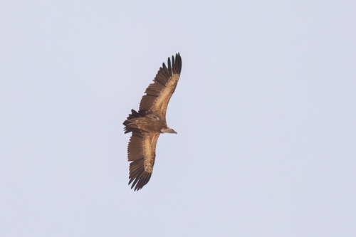 Eurasian Griffon