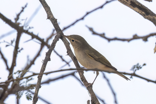 Western Bonelli's Warbler