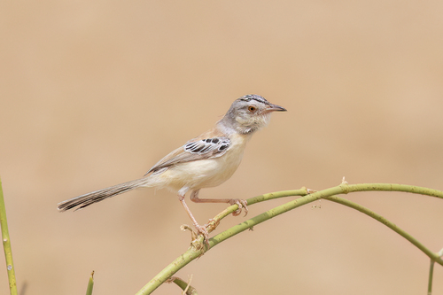 Cricket Longtail