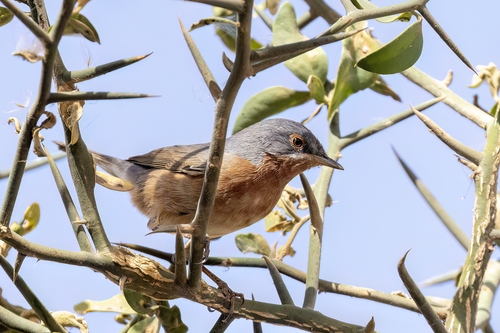 Western Subalpine Warbler