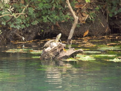 Trachemys venusta cataspila