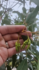 Eucalyptus occidentalis, photograph author not stated, no rights reserved