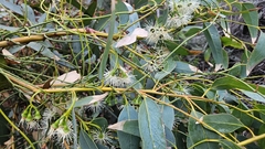 Eucalyptus occidentalis, photograph author not stated, no rights reserved