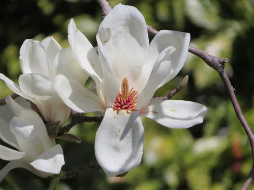 Magnolia denudata