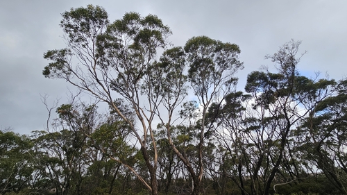 flat-topped yate (Eucalyptus occidentalis)