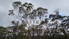 Eucalyptus occidentalis
