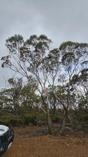 Eucalyptus occidentalis, photograph 1
