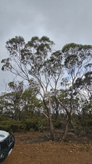 Eucalyptus occidentalis, photograph author not stated, no rights reserved