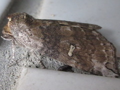 Tethea ampliata