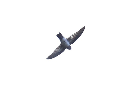 Drab Swiftlet (Collocalia neglecta), photo 4