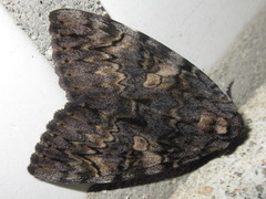 Catocala doerriesi