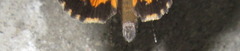 Catocala doerriesi