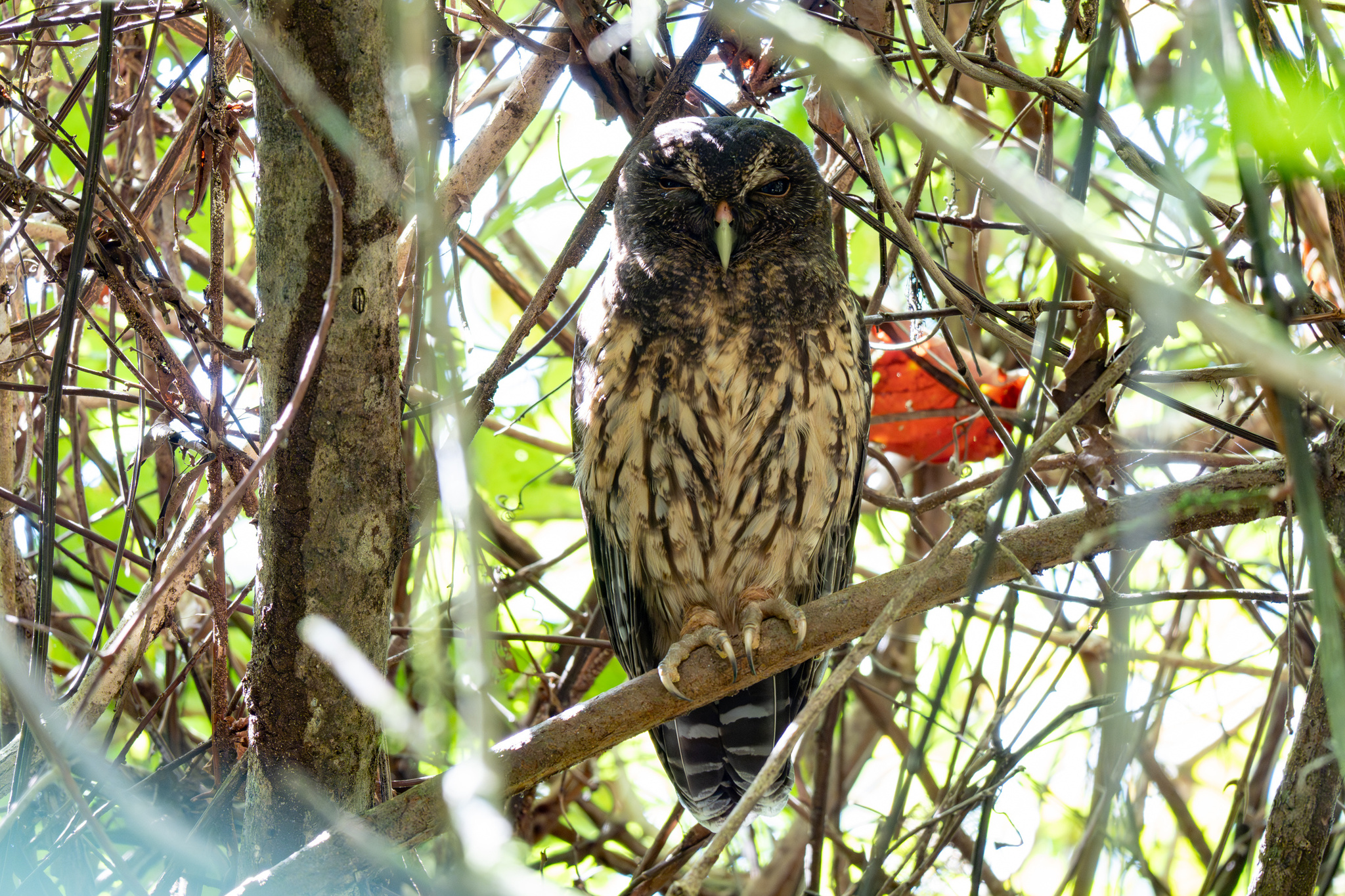 Mottled Owl (Strix virgata), photo 10