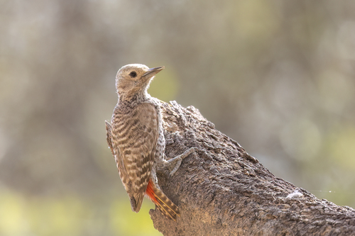 Little Gray Woodpecker