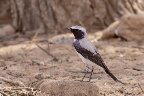 Seebohm's Wheatear