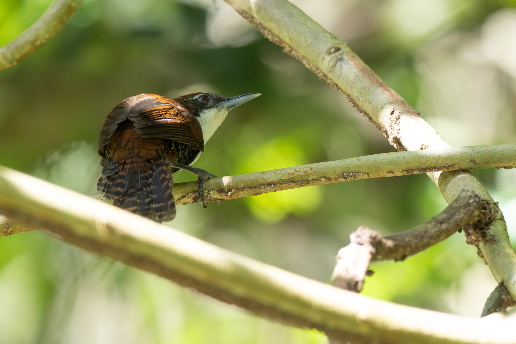 Black-bellied Wren (Pheugopedius fasciatoventris), photo 2