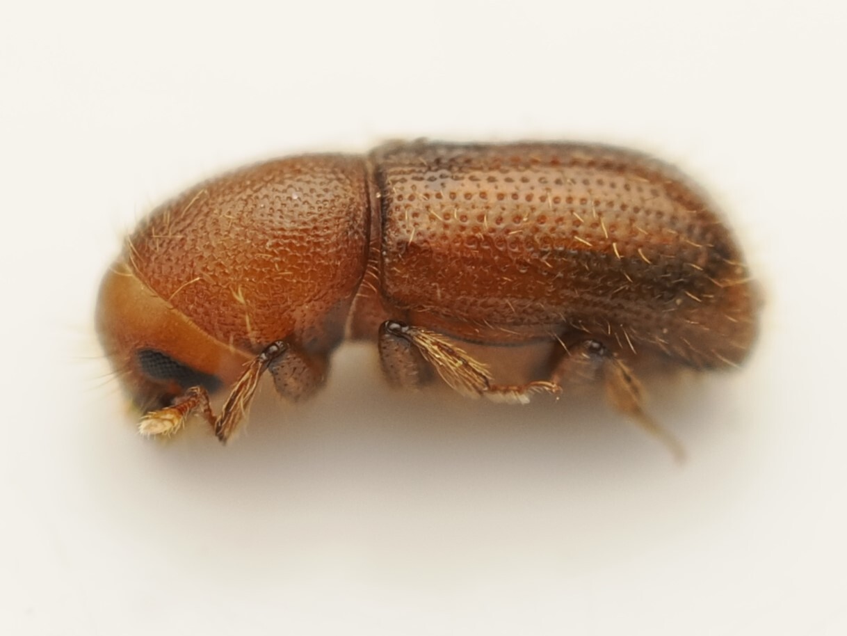 Dryocoetes autographus