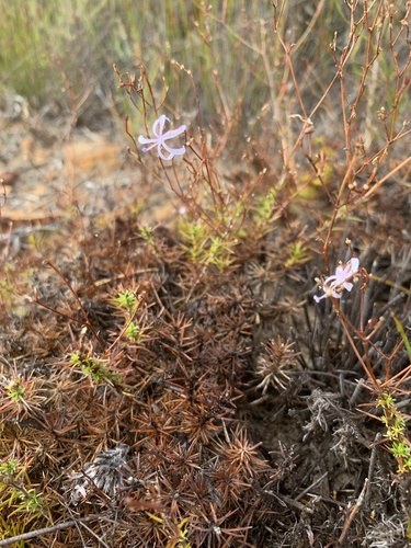 Fairy Shaftfruit (Prismatocarpus diffusus)