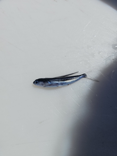 Humpback flyingfish (Exocoetus gibbosus) — Exocoetidae — 5