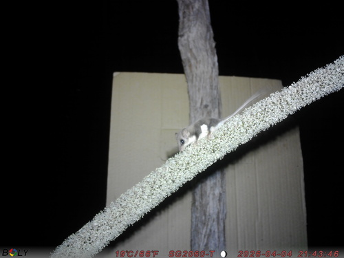 Broad-toed Feather-tailed Glider