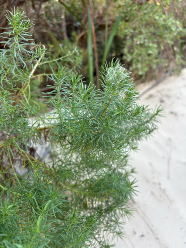 Olearia glutinosa, photograph 2