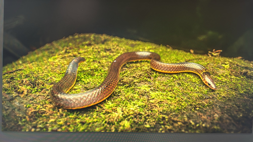 Ampat Lawang Dwarf Snake
