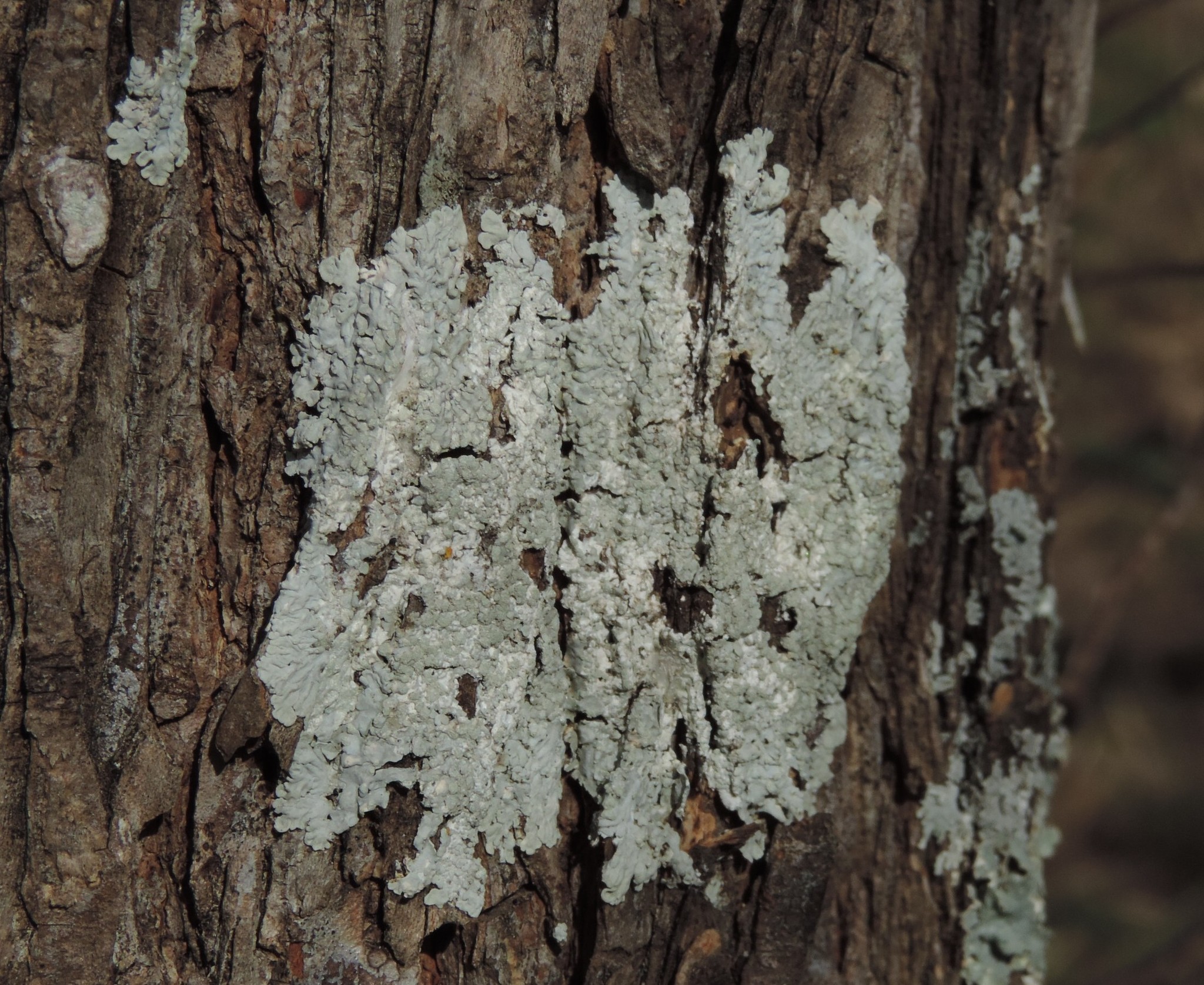 Physcia americana image