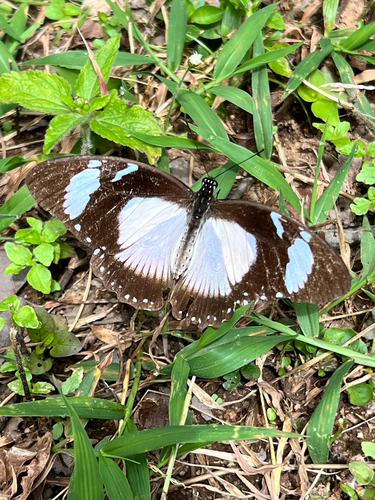 Southern Mocker Swallowtail