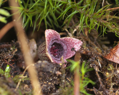 Asarum fauriei iNat (3)
