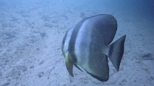 Batfish