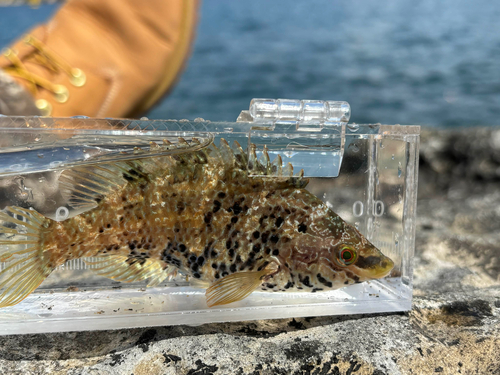 Symphodus roissali