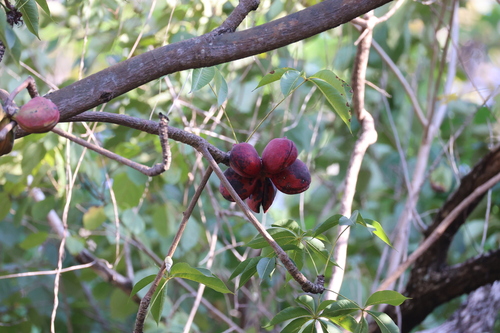Java Olive (Sterculia foetida)