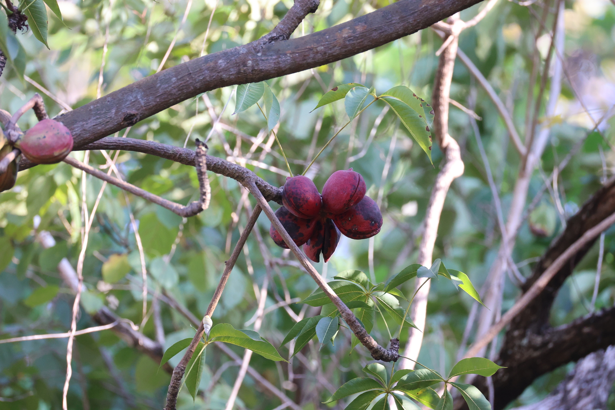 Java Olive (Sterculia foetida)