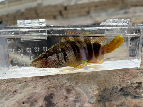 Serranus scriba
