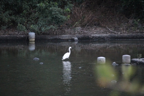 iNaturalist: (c) 李思潔, some rights reserved (CC BY-NC), uploaded by 李思潔 iNaturalist image