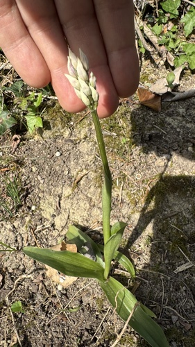 Monkey Orchid (Orchis simia)