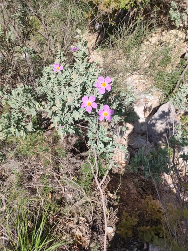 Avistamiento Cistus albidus