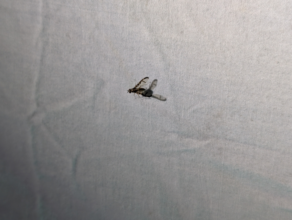 Drosophila hemipeza