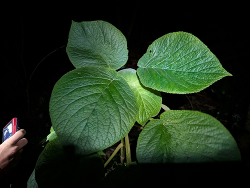 Cyrtandra cordifolia observed 2026-04-04