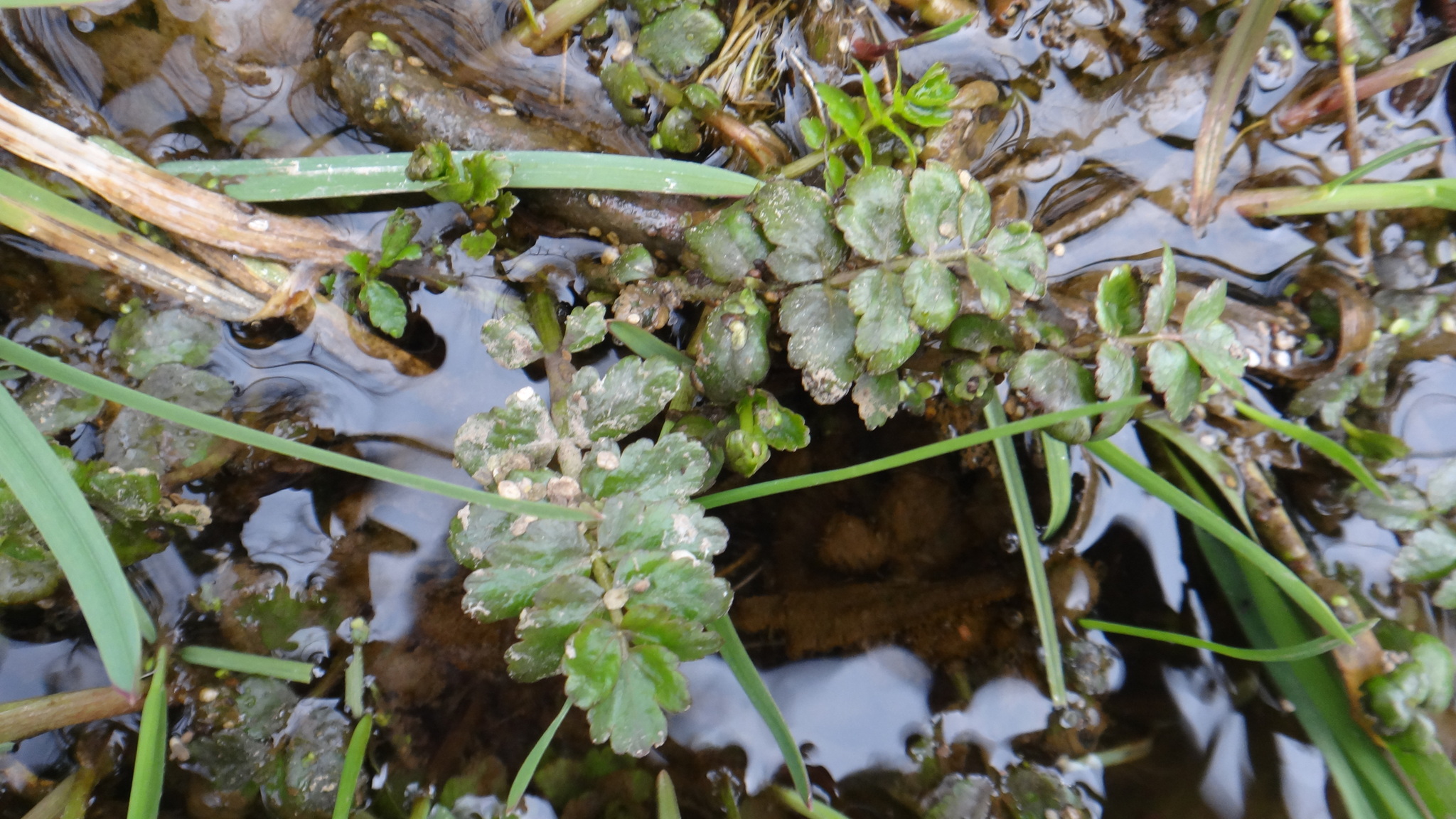 Cutleaf Waterparsnip (Berula erecta)