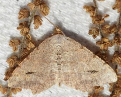 Macaria aequiferaria