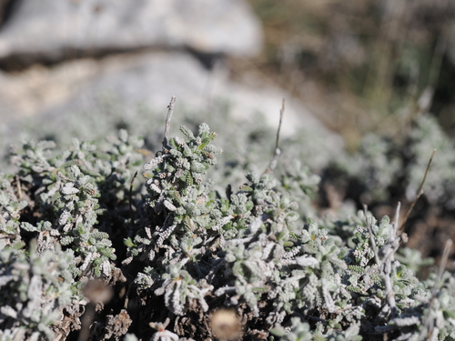 Santolina decumbens (Santolina decumbens)