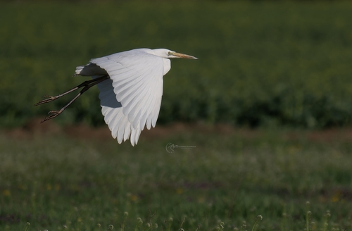 Great Egret