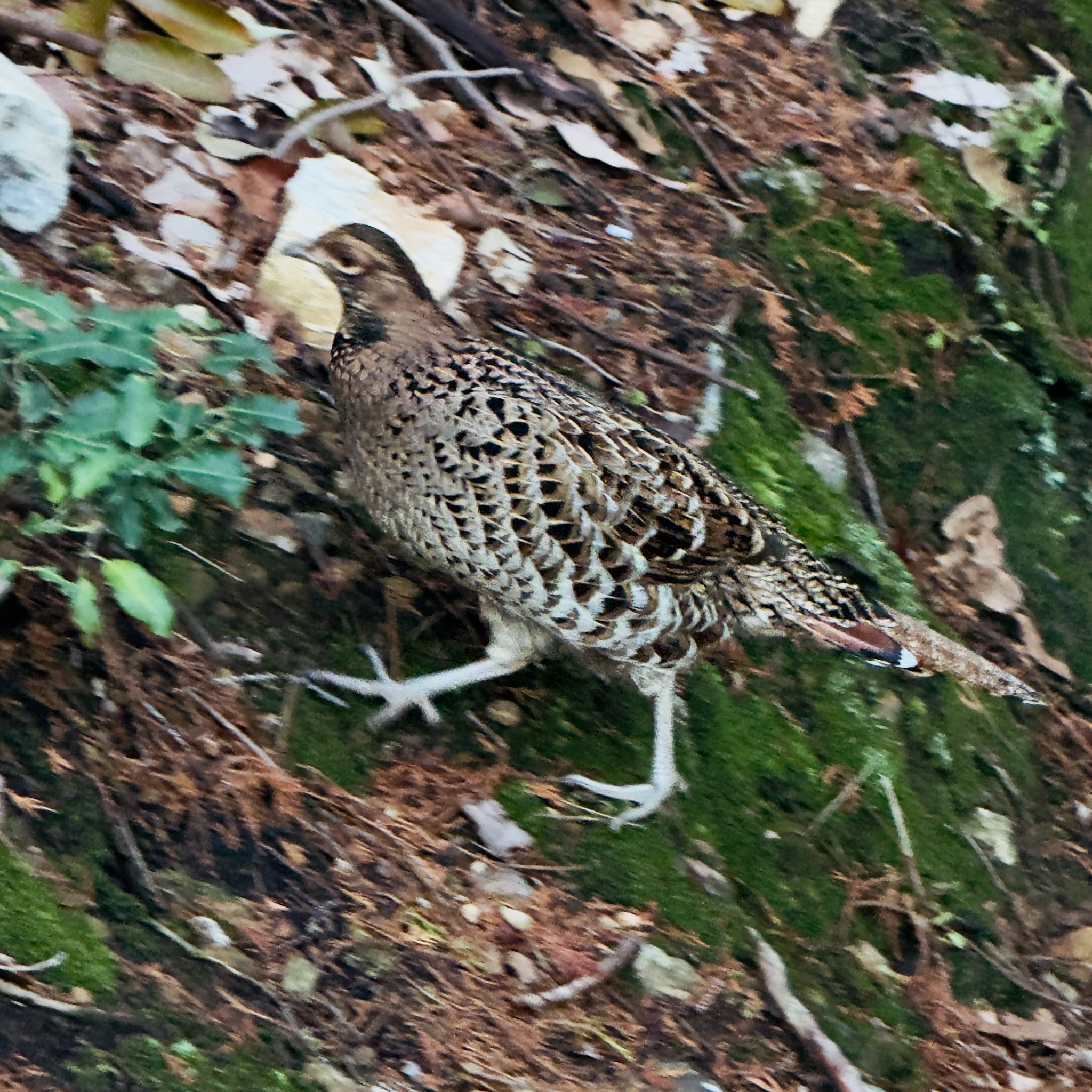 Copper Pheasant (Syrmaticus soemmerringii), photo 3