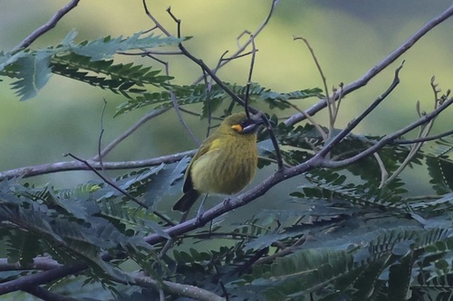 Flame-eared Honeyeater (Lichmera flavicans), photo 7
