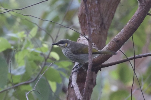 Streak-breasted Honeyeater (Meliphaga reticulata), photo 5